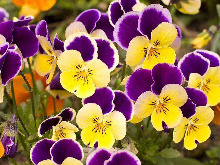 Pansy Flowers Plant