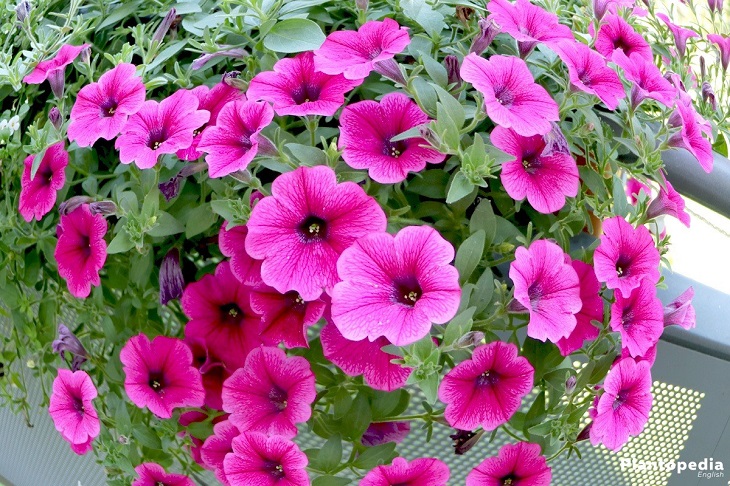 Petunia Plant Flowers