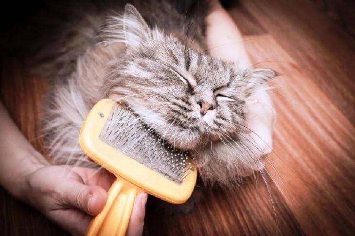 Combing a Cat - Grooming