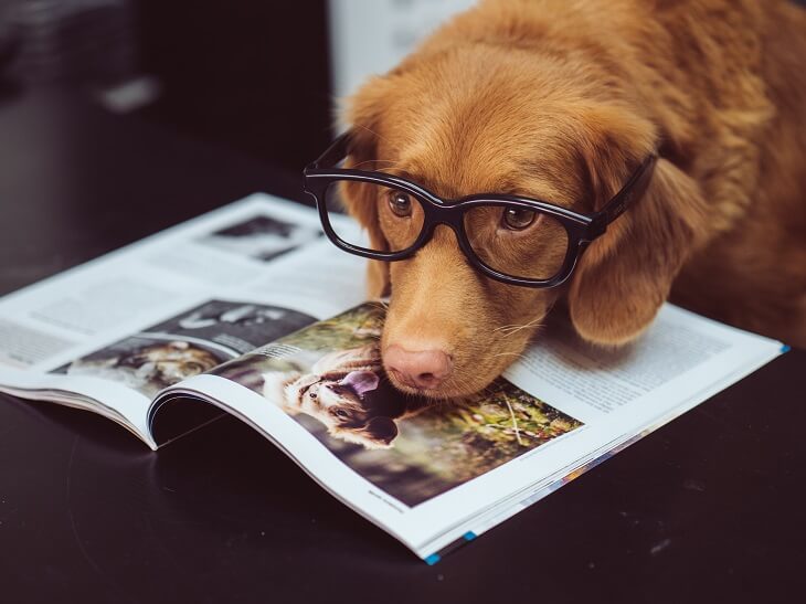 Dog with Specs Resting Its Head on an Opened Book on a Table